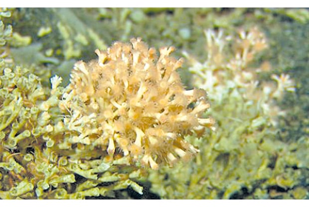 Figur 6.2 Levende koraller på Røstrevet