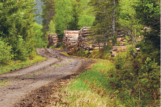 Figur 3.19 Skogsbilveg, Bangdalen.
