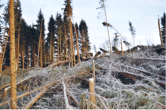 Figur 7.1 Stormfelling på Brandbukampen, Gran i Hadeland.
