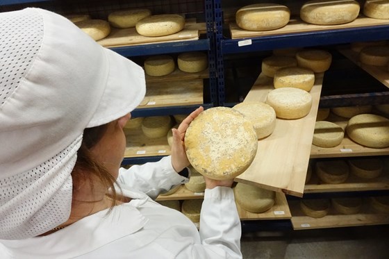 Aalan Gård lager prisbelønnede oster på ku- og geitemelk med produkter som hvit- og brun geitost, fetaost og fersk ost med urter fra egen hage. 