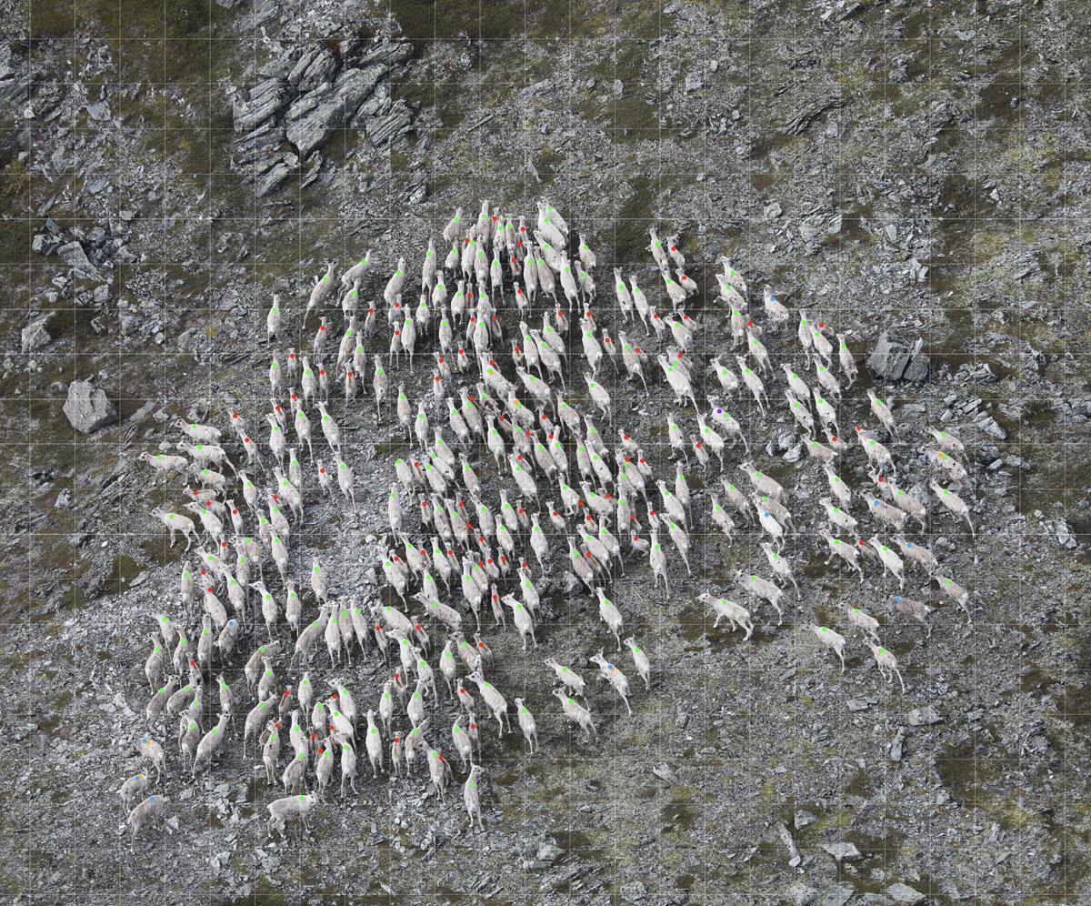 Roy Andresen, Norsk villreinsenter