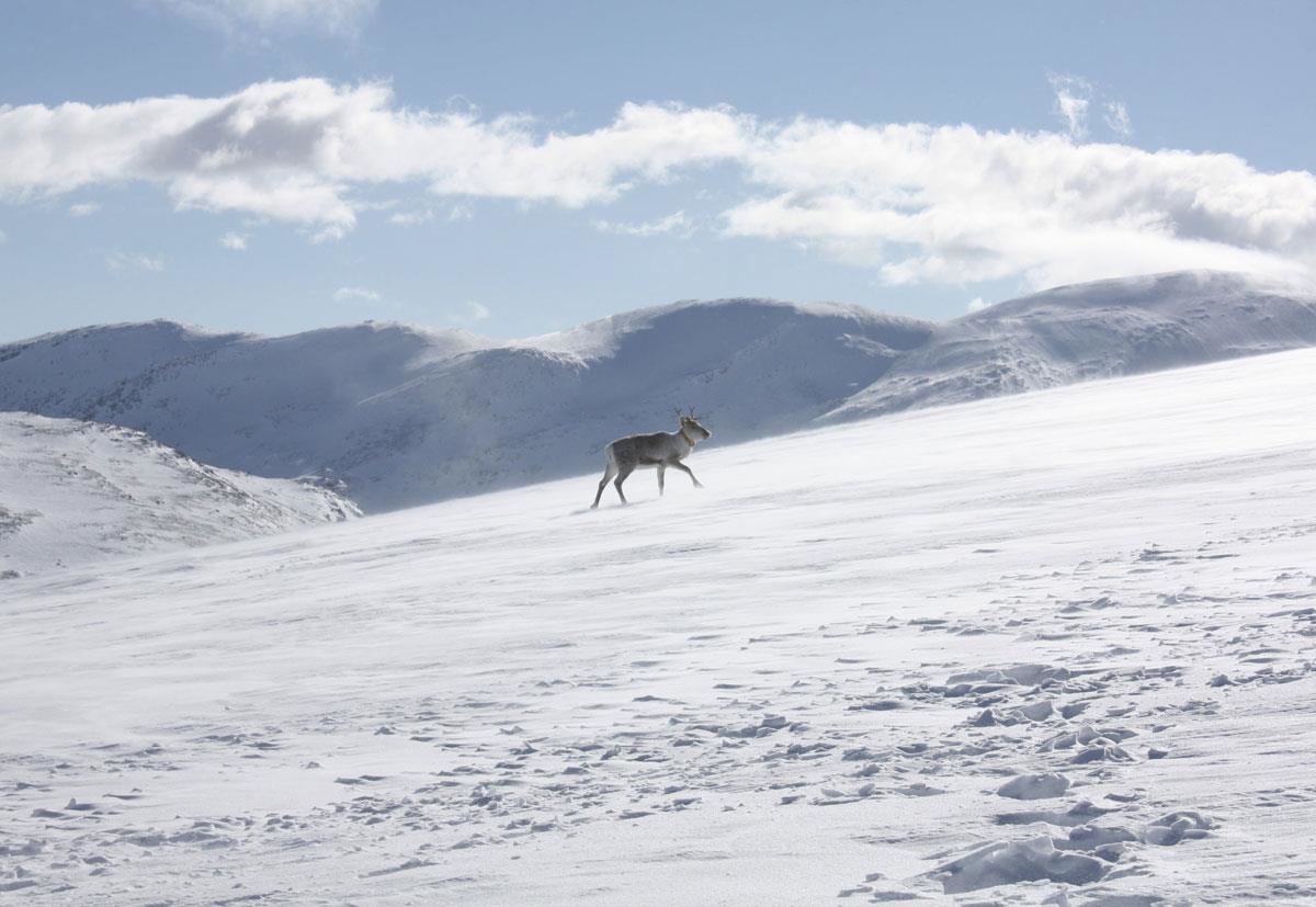 Foto: Ingrid Sønsterud Myren, Norsk Villreinsenter