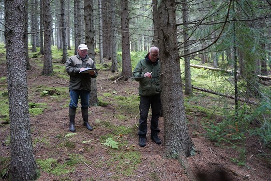 Arnfinn Kjønsvik (t.v.) og Steinar Alm (t.h.) måler diameter på grantrærne i feltet. 