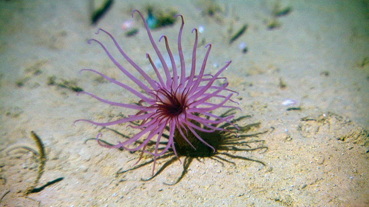 Figure 2.2 The tube-dwelling anemone Cerianthus vogti is characteristic of deep-seabed habitats in cold water.