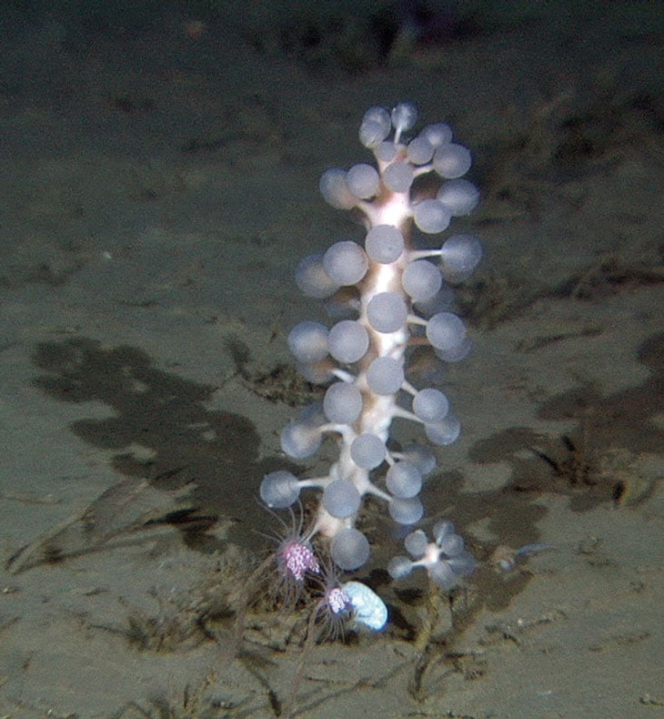 Figure 3.10 Carnivorous sponges have been found on the Jan Mayen hydrothermal vent fields. Chondrocladia grandis, is common in soft-bottom habitats in deep waters in the Norwegian Sea. This specimen was photographed at a depth of 770 metres near the edge of the ...