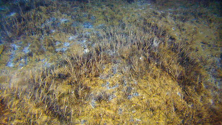 Figure 3.12 An area of cold seeps covered in bacterial mats and beard worms.