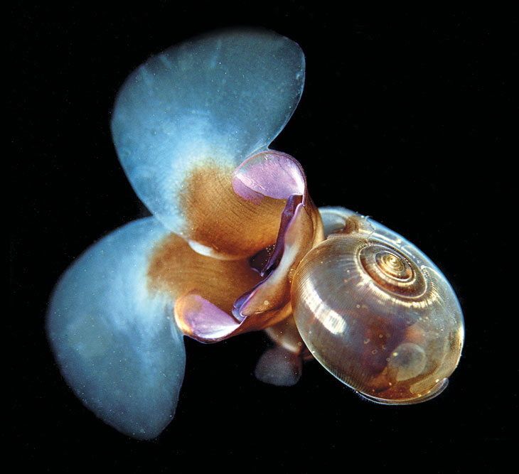 Figure 3.3 Ocean acidification can cause serious problems for species with calcareous shells like this sea snail (or ‘sea butterfly’)  Limacina helicina