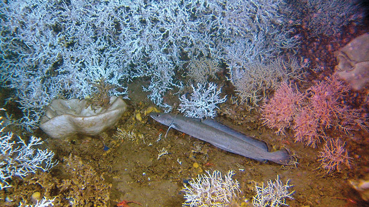 Figure 3.4 A ling on a reef with large intact colonies of corals at Storneset off the coast of Møre og Romsdal.