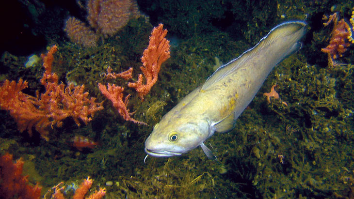 Figure 3.6 A tusk near the cold-water coral Lophelia pertusa and the sea fans Primnoa resedaeformis and  Anthothela grandiflora.