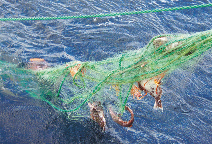Figure 4.2 Lost fishing gear being hauled on board during a retrieval operation.