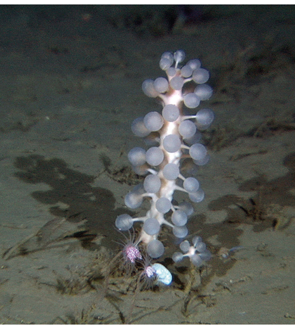Figur 3.10 Kjøttetende svamper er funnet ved Jan Mayen-feltene. Denne arten, Chondrocladia grandis, er vanlig på mudderbunn i det dype Norskehavet og er fotografert på 770 meters dyp utenfor Storegga.
