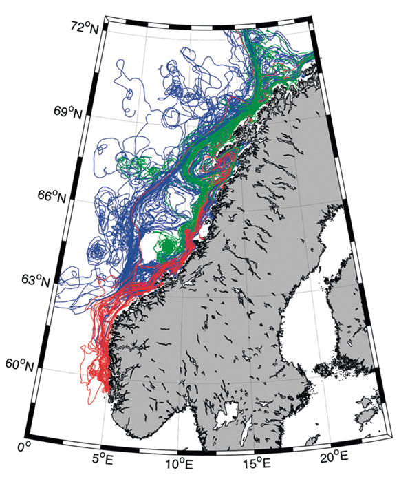 Figur 3.16 Transport av sildelarver fra Møre (blå), sørlige (rød) og nordlige (grønn) gyteplasser i 2006.
