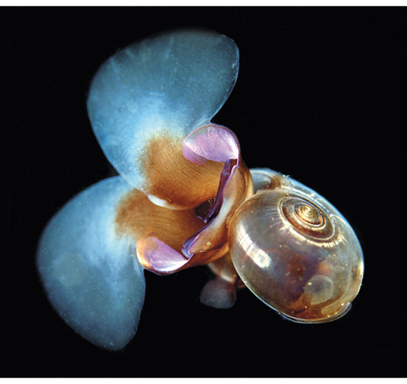 Figur 3.3 Vingesneglen flueåte (Limacina helicina) er med sitt kalkskall blant artene som kan påvirkes av havforsuring.
