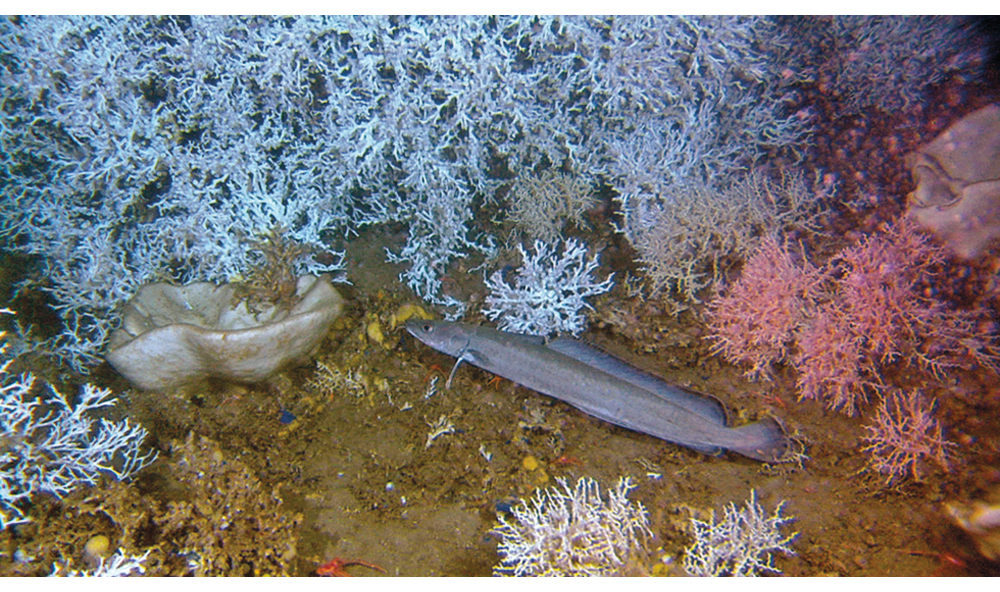 Figur 3.4 Lange på korallrev med store intakte kolonier, Storneset utenfor Mørekysten.

