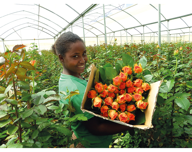 Figur 3.6 Kenya. Fairtrade roseplantasje skaper arbeidsplasser og næringsutvikling. 
