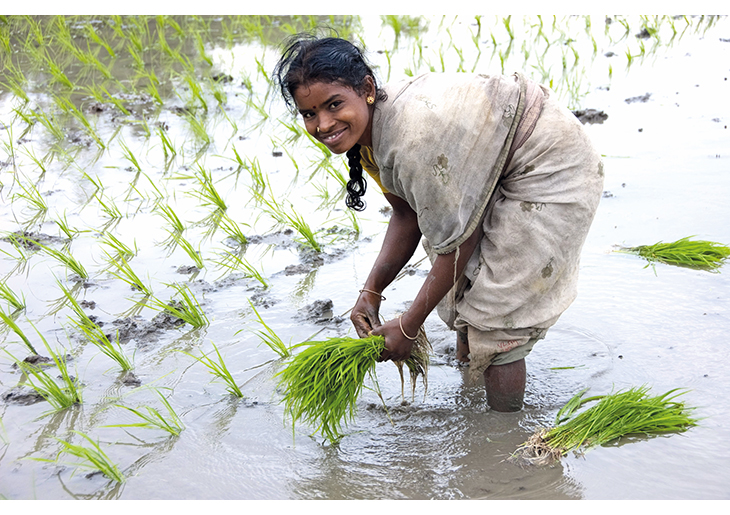 Figur 4.14 India. Bioforsk har bidratt til bedre metoder for risdyrking, og dermed bedre levekår.
