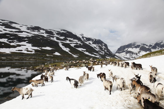 Geiter ved Nupshallanestølen på Haukelifjell, etter ein snørik vinter i 2015. 