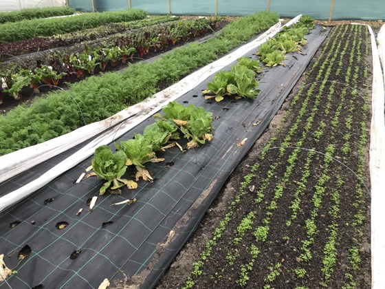 Markedshager er populært.