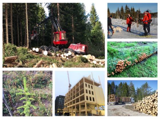 Handlingsplanen forsøker å samle målsetninger for et aktivt og bærekraftig skogbruk i en allsidig skogregion. 
