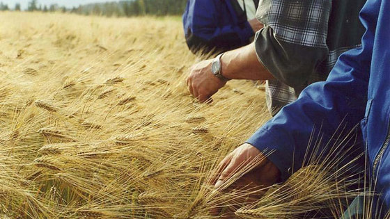 Bygg dyrket fram i Pasvik.