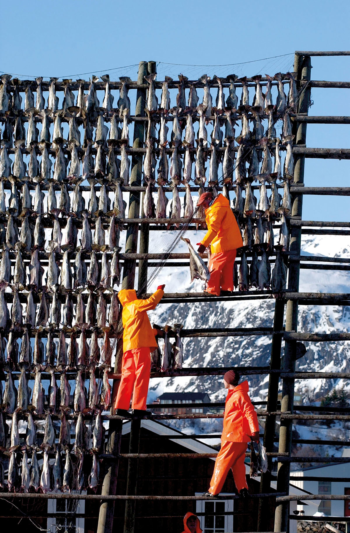 Tre menn som henger opp fisk til tørk på hjeller