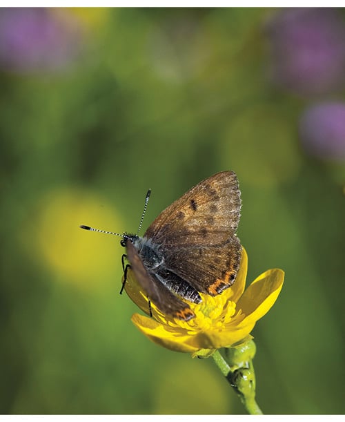 Figure 3.1 The violet copper (Lycaena helle) is red-listed in Norway, and is dependent on open semi-natural vegetation types found in traditional farmland.
