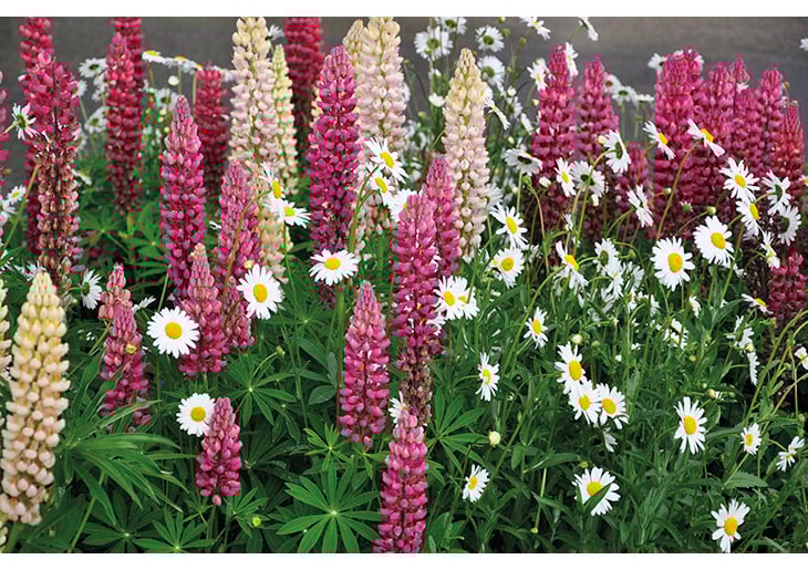 Figure 3.2 Lupins – an alien species in Norway