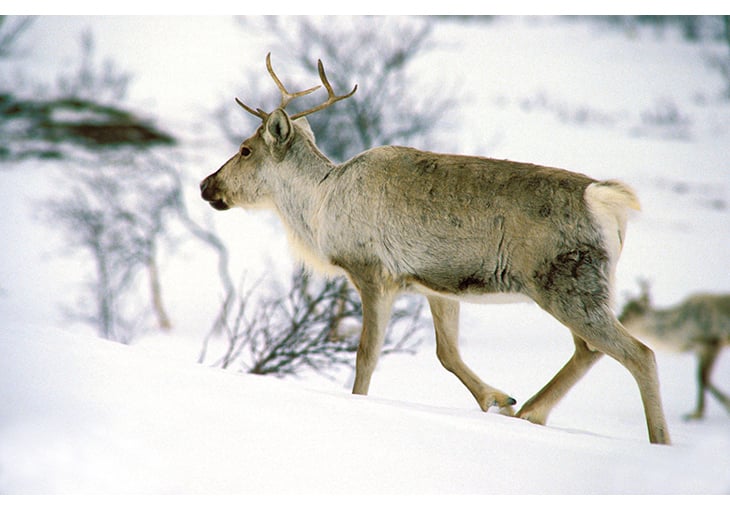 Figure 3.3 A wild reindeer on winter grazing grounds in the Dovre mountain range
