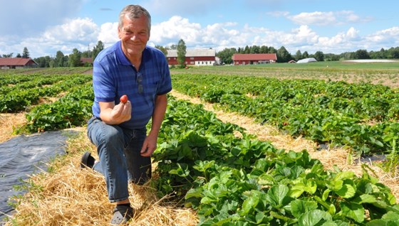 Bjarne Kjøs er assisterende foredler for jordbær og potet hos Graminor. Her viser han frem forsøksfeltet for jordbær.