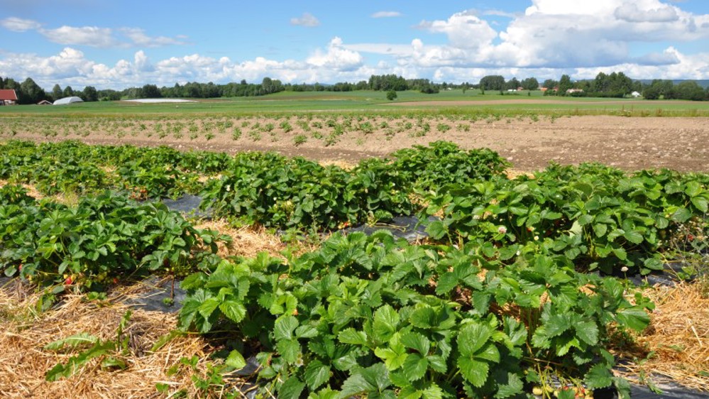 Her dyrkes jordbær på forsøksfelt på Ridabu i Hedmark.
