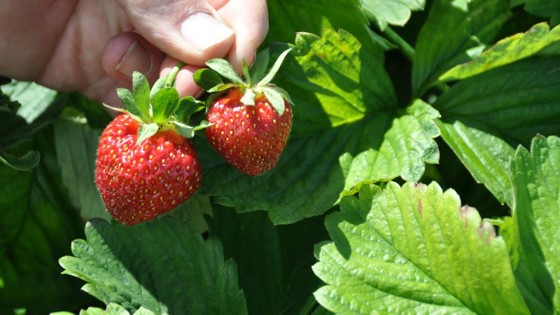 Graminor har utviklet jordbærsortene Saga og Nobel som skal tåle den norske vinteren bedre, ha lengre holdbarhet og en god smak.