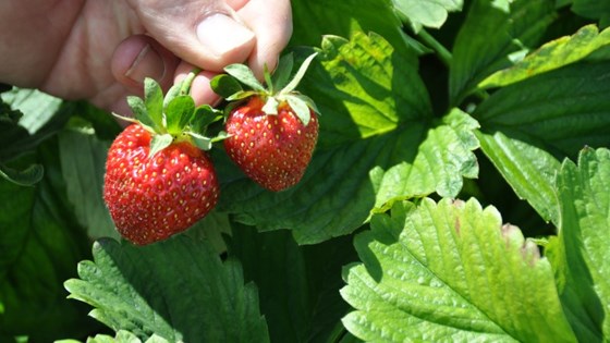 Graminor har utviklet jordbærsortene Saga og Nobel som skal tåle den norske vinteren bedre, ha lengre holdbarhet og en god smak.