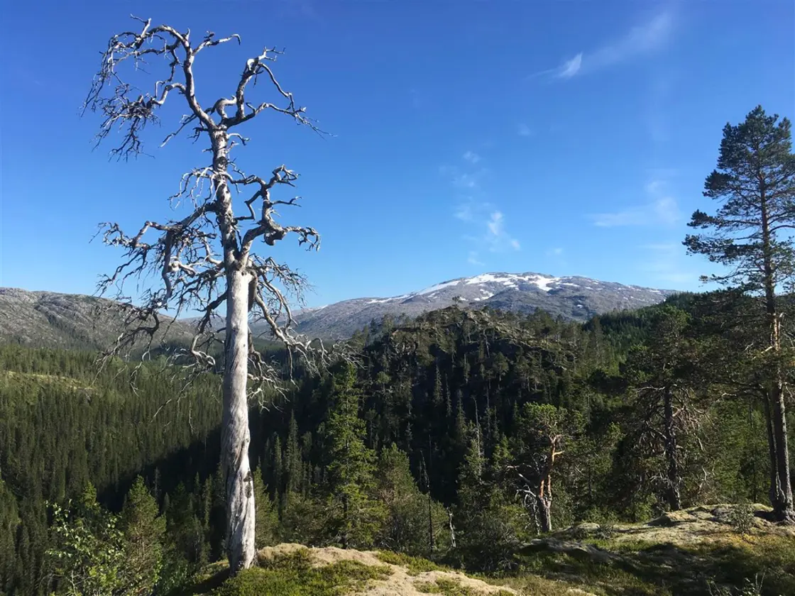 Gammel skog i Olaåsen naturreservat i Vefsn kommune.