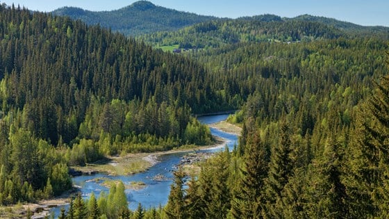 On average, Norwegian forests increase by about 25 million cubic meters of timber per year. Spruce accounts for half of this growth. Every year about ten million cubic meters of timber are felled.