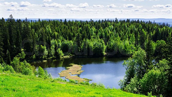 Totalt legg norske skogar på seg om lag 25 millionar kubikkmeter trevirke kvart år. Gran står for halve denne tilveksten. Kvart år blir det tatt ut omlag ti millionar kubikkmeter tømmer.