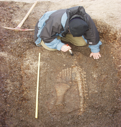 Figure 8.2 Excavation of pliosaur.