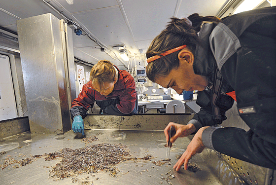 Figur 2.4 Havforskarane Elena Eriksen (tv.) frå Noreg og Tatjana Prokhorova frå Russland sorterer botndyr under eit økosystemtokt i Barentshavet. 

