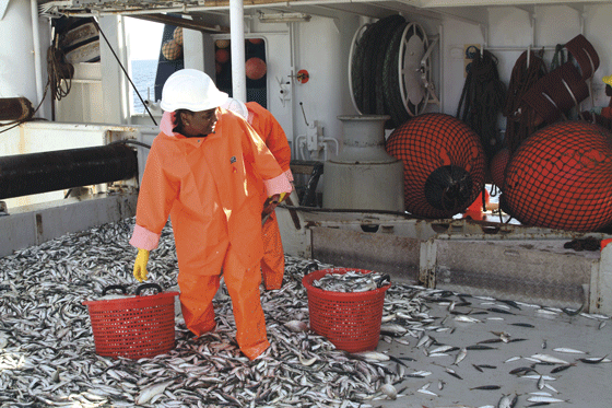 Figur 2.9 Forskingsfartøyet Dr. Fritjof Nansen har vore eit viktig verktøy for estimering av fiskeribestandar 
