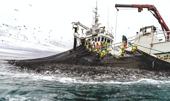 Figur 3.7 Sildefiske 
