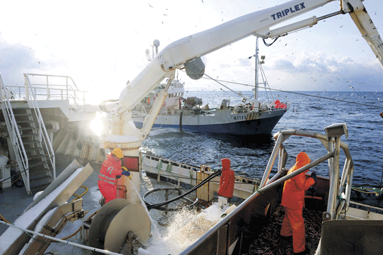 Figur 3.8 Loddefiske 
