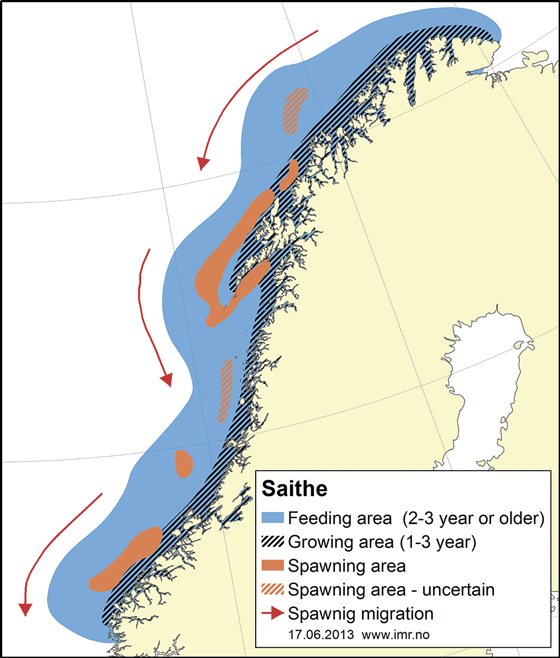 Figur 4.12 Utbreiingsområde og gyteområde for nordaust-arktisk sei. 

