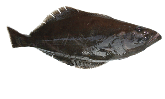 Figur 4.14 Blåkveite
