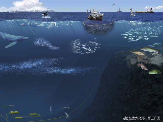 Figur 4.23 Økosystemet i Norskehavet 
