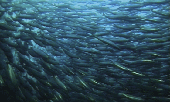 Figur 4.25 Sildestim
