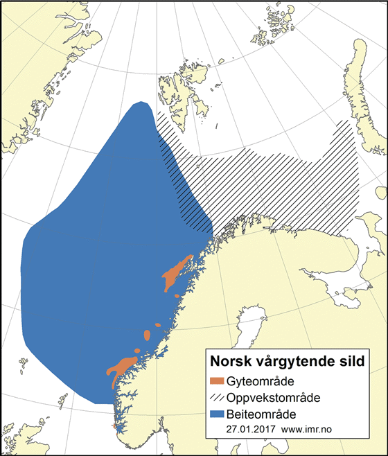 Figur 4.26 Utbreiingsområde og gyteområde for norsk vårgytande sild 