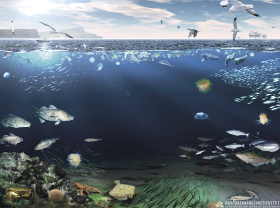 Figur 4.35 Økosystemet i Nordsjøen og Skagerrak
