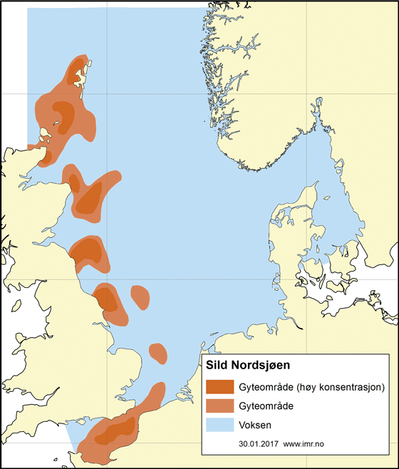 Figur 4.38 Utbreiingsområde og gyteområde for nordsjøsild
