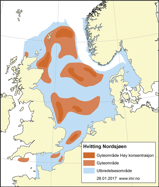 Figur 4.50 Utbreiingsområde og gyteområde for kviting i Nordsjøen og Den austlege engelske kanalen