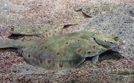 Figur 4.52 Raudspette
