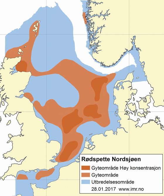Figur 4.53 Utbreiingsområde og gyteområde for raudspette i Nordsjøen og Skagerrak
